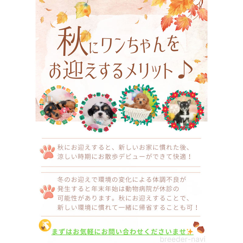 成約済の東京都のチワワ(ロングコート)-389809の5枚目